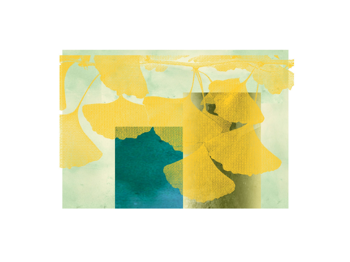 6x8 Print - Golden Gingko