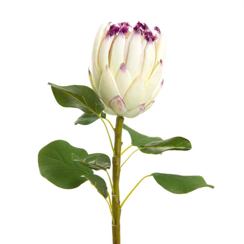Protea Spray 75cm - Cream