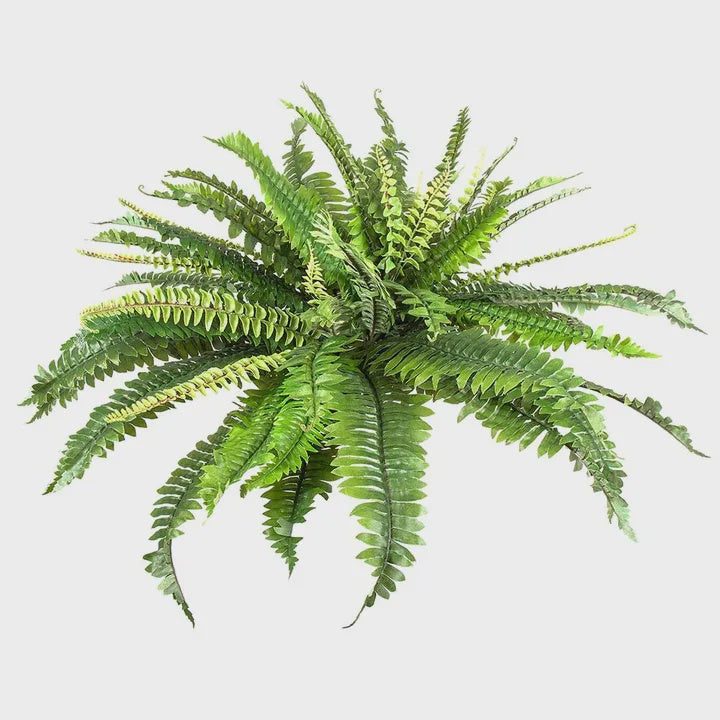 Fern Boston 45cm