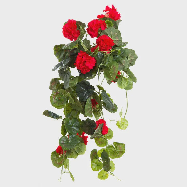 Geranium Bush Trail 60cm - Red