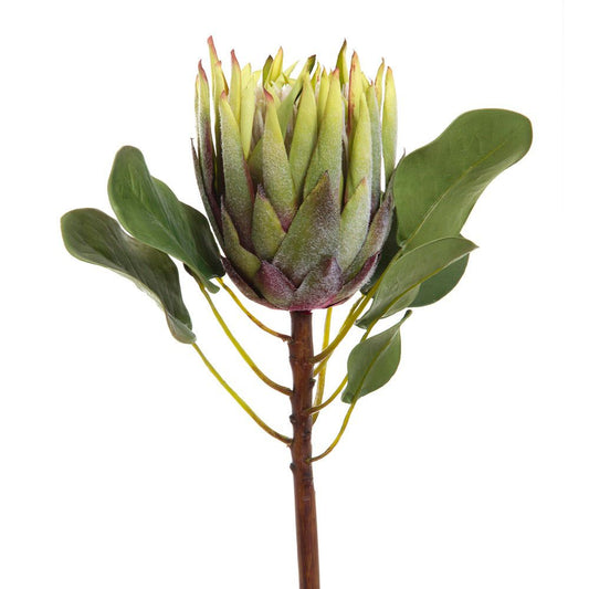 King Protea 60cm - Green